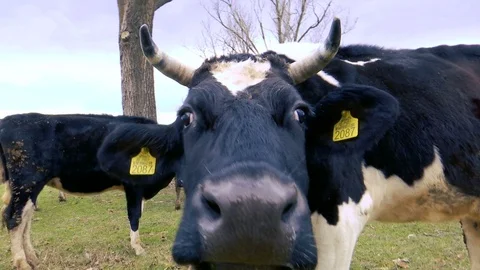 The head of the cow Видео 86231932