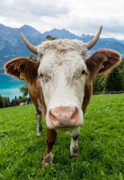 Head of cow in meadow Stock Photos