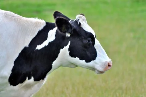 Head of a cow Stock Photos