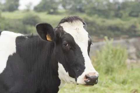 Head of a cow Stock-Fotos