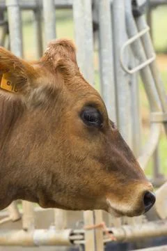 Head of a cow Stock-Fotos
