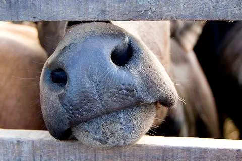 Head of cow Stock Photos