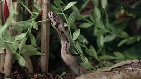 Head Of A Crawling Ball Phyton On An Aquarium Of A Petting Zoo. - Closeup Stock-Footage 159207451