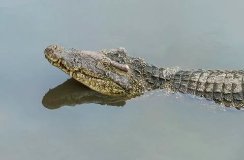 The head of the crocodile and its reflection in the river Foto stock