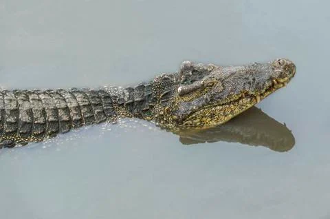 The head of the crocodile and its reflection in the river Stock Photos