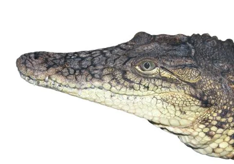 The head of a crocodile close up. Stock Photos