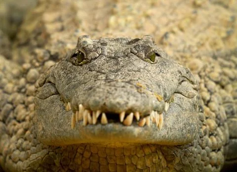 Head of crocodile in closeup Stock Photos