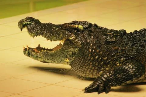 The head of a crocodile closeup Stock Photos