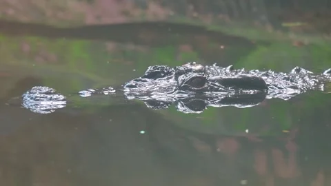 Head crocodile 스톡 동영상 246192262