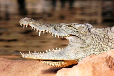 Head of crocodile Stock Photos
