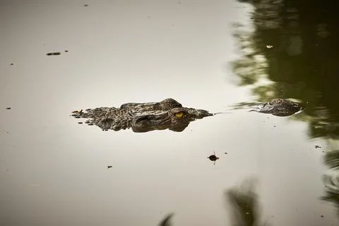 The head of a crocodile Stock Photos