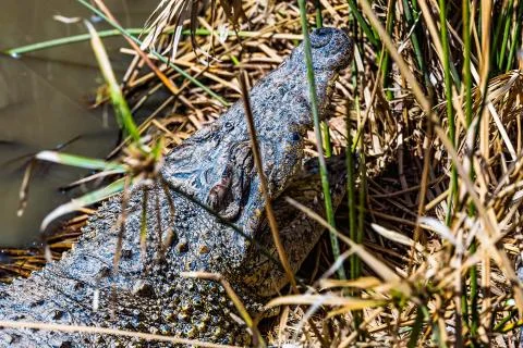 Head of crocodile on reed Stock Photos