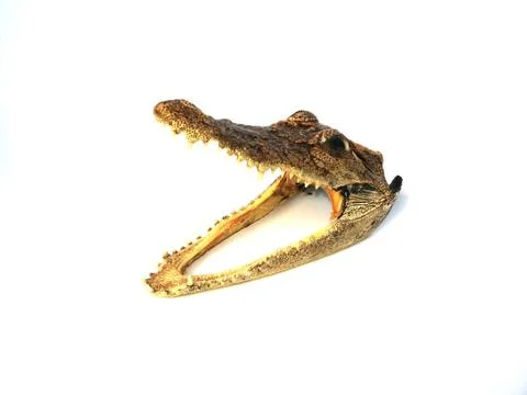 Head crocodile stuffed on isolated Stock Photos