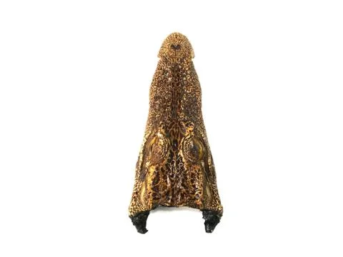 Head crocodile stuffed on isolated Foto stock