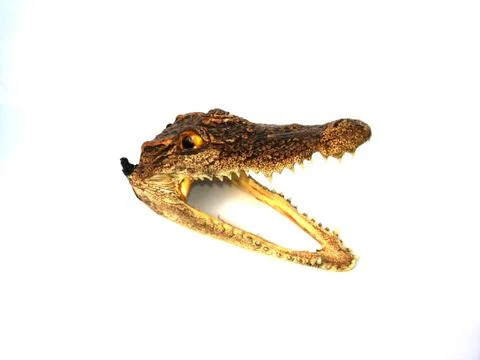 Head crocodile stuffed on isolated Stock Photos