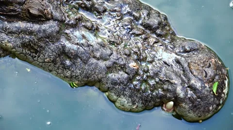 The head of a crocodile top view. Stock Footage 48549237