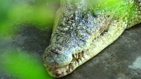 The head of a crocodile top view. Stock Footage 48550272