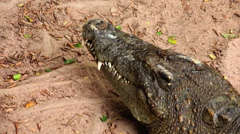 The head of a crocodile top view. Stock Footage 48553052