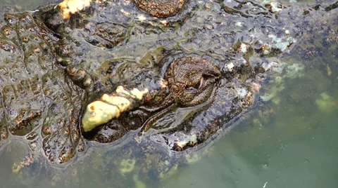 The head of a crocodile top view. Stock Footage 48553764