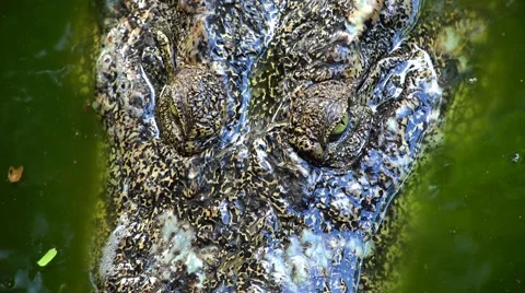 The head of a crocodile top view. Stock Footage 48556054