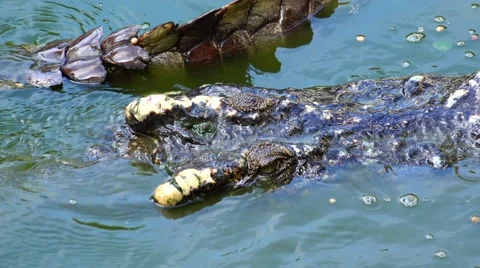 The head of a crocodile top view. Stock Footage 48556337