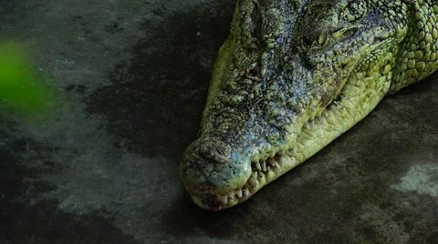 The head of a crocodile top view. Stock Footage 48556385