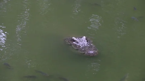 A head crocodile in the water Stock Footage 111134148