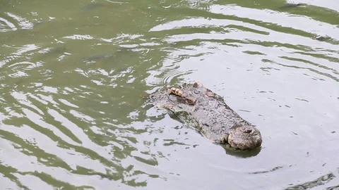 A head crocodile in the water Stock Footage 111134906