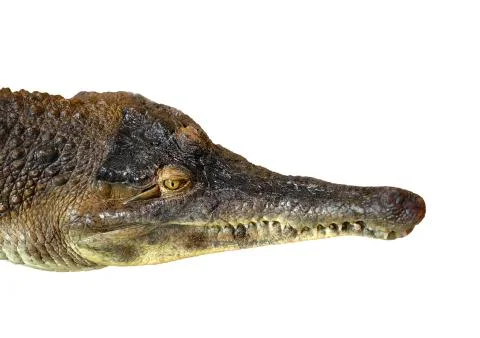 The head of a crocodile on a white background, Slender - snouted Crocodile -  Stock Photos