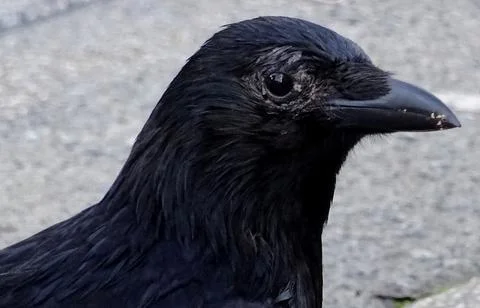 Head Of A crow Close Up Stock-Fotos