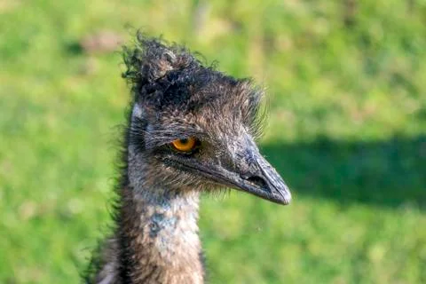 Head of a curious ostrich Stock Photos