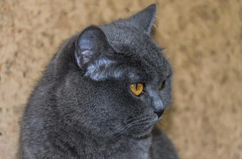 Head of a cute gray cat Stock Photos