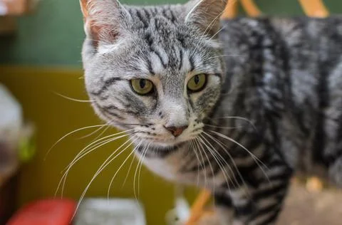 Head of a cute gray cat	 Stock Photos
