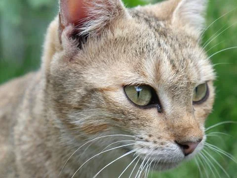 The head of a cute sand-colored cat. Closeup Stock Photos