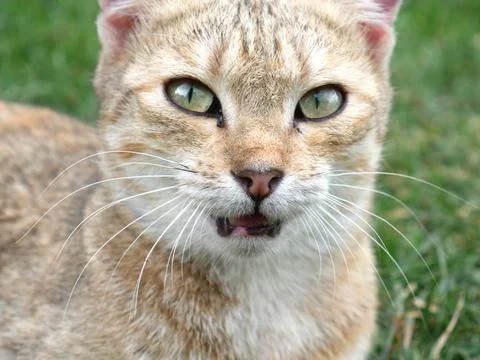 The head of a cute sand-colored cat. Closeup Stock Photos