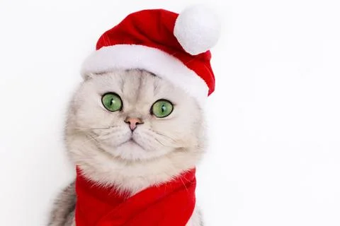 The head of a cute white cat, in the red cap of Santa Claus Stock Photos