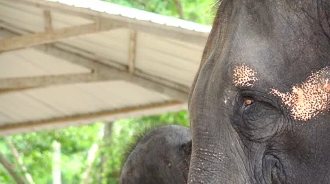 The head of a dancing elephant. Stock Footage 48572439