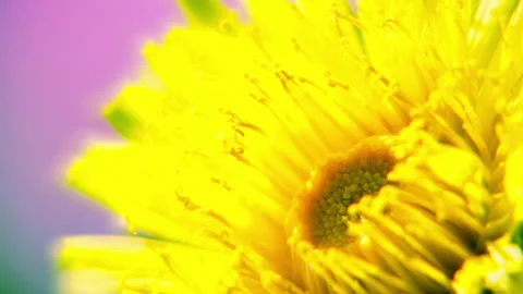 Head of dandelion flower close up from blur effect to focus. Vidéo 233516946