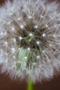 Head of dandelion flower close up Stock Photos