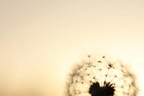 Head of dandelion Stock-Fotos