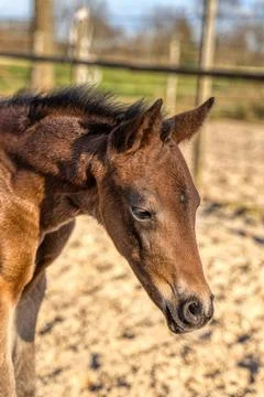 Head of a dark brown foal. outside in the sun. Warmblood, KWPN dressage horse Stock Photos