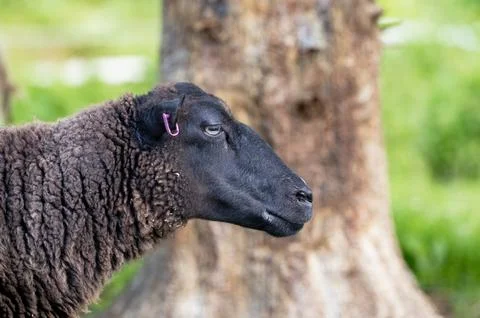 A head of a dark brown lamb Stock Photos