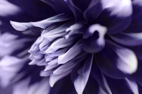 Head of dark violet and white color dahlia flower, closeup. Nature astro Stock Illustration