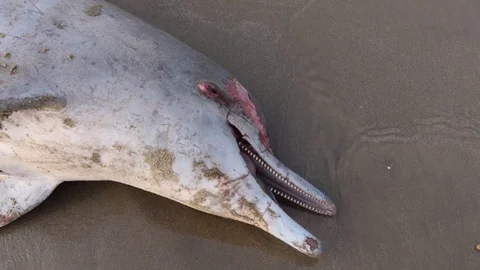 The head of a dead dolphin is laying on the sand 動画素材 76650436