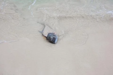 The head of a dead fish thrown by the waves in the sand. Stock Photos