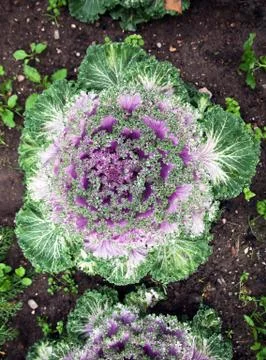 Head decorative color cabbage on the background of the soil Stock Photos