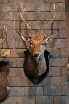 Head deer mount on the wall, 2 head, deer antlers attached to the wall Stock Photos