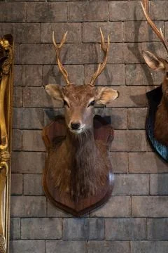 Head deer mount on the wall, 2 head, deer antlers attached to the wall Foto stock
