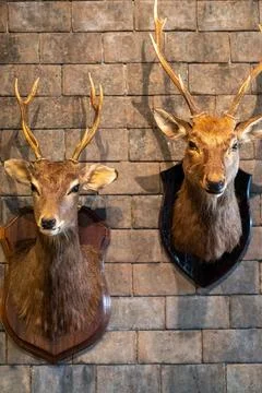 Head deer mount on the wall, 2 head, deer antlers attached to the wall Stock Photos