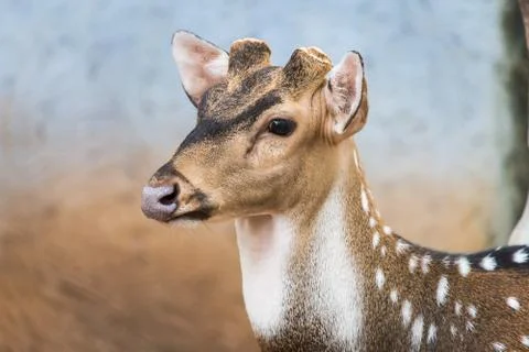 Head of deer Stock Photos
